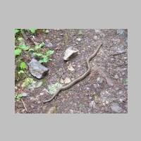 Snake on Pulaski Trail.jpg